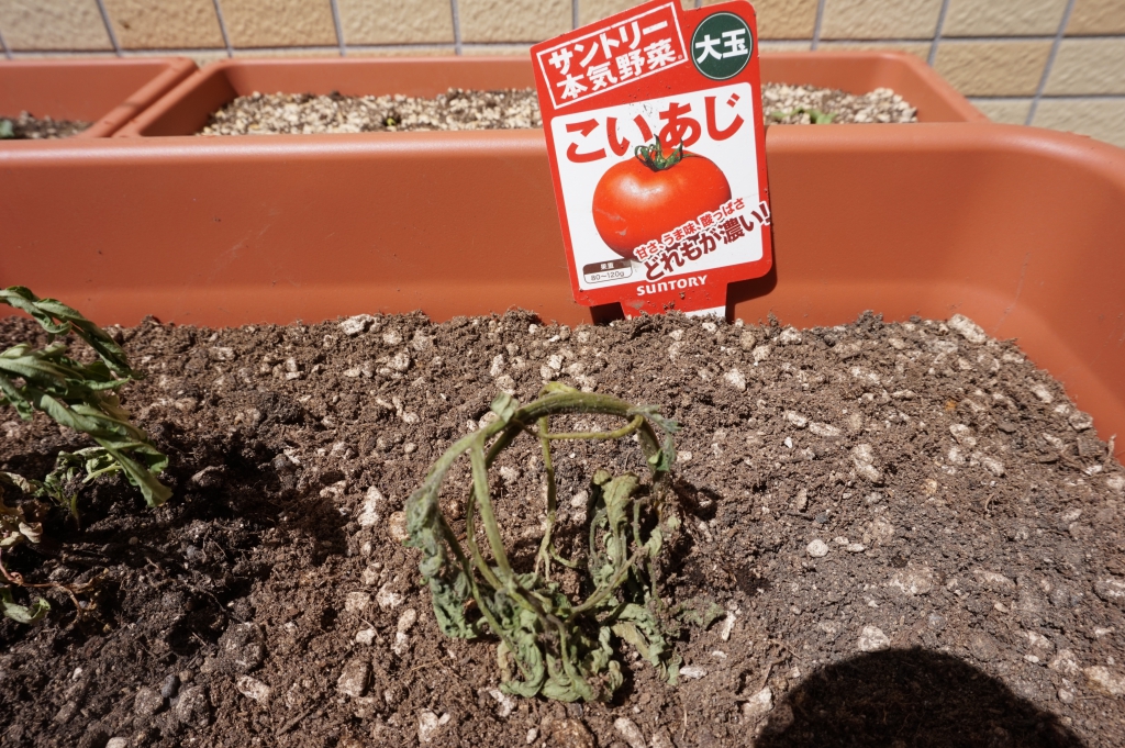 カリカリのしおしお・・