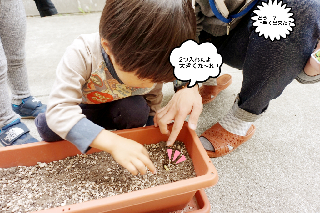 1人2粒で枝豆を植えています。