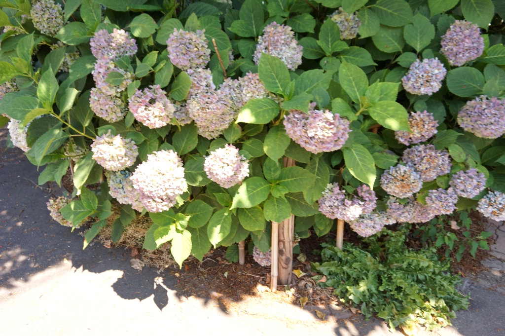 紫陽花も健気に咲いています。