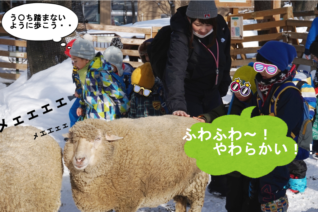 羊タッチに挑戦!もっこもこのふっわふわでした(@・ェ・@)メェ