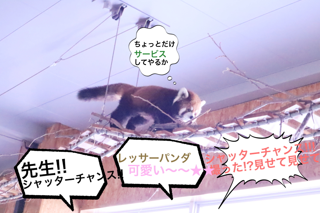アイドルのレッサーパンダ